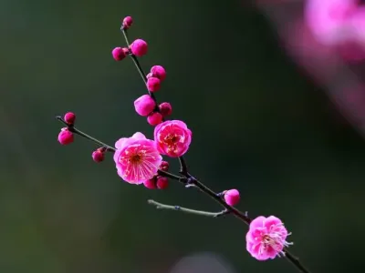咏梅(古筝版)-钢琴谱