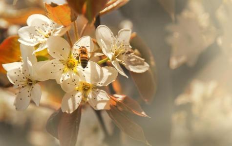 野蜂飞舞(萨克斯)-钢琴谱