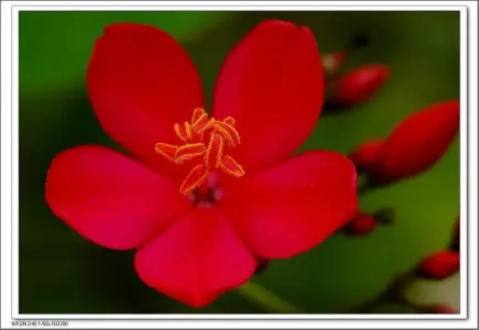花儿这样红-钢琴谱