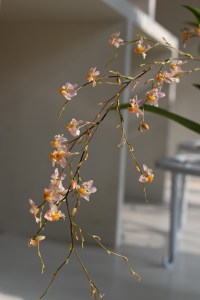 满庭花-钢琴谱
