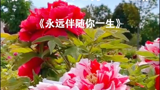 永远伴随你一生-钢琴谱