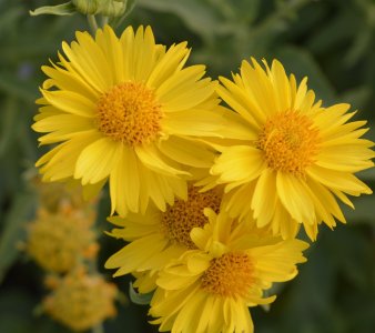 菊花又黄-钢琴谱