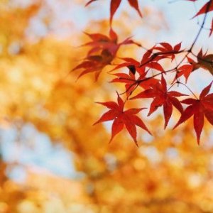 相思成痛-钢琴谱