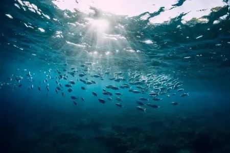 海洋之舞(古筝版)-钢琴谱