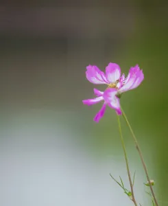 格桑拉-钢琴谱