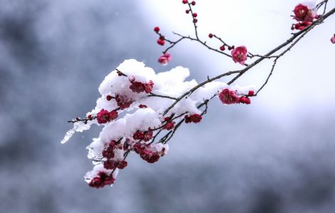 雪中红-钢琴谱