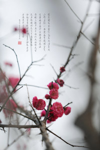 梅花引-钢琴谱