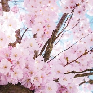四月樱花-钢琴谱