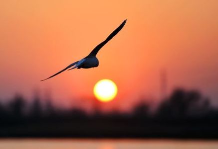 鸿雁-钢琴谱