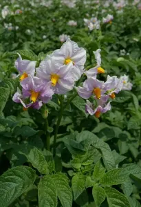 洋芋花赛牡丹-钢琴谱