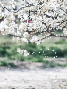 梨花落(古筝版)-钢琴谱