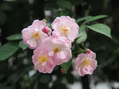 蔷薇花(萨克斯版)-钢琴谱