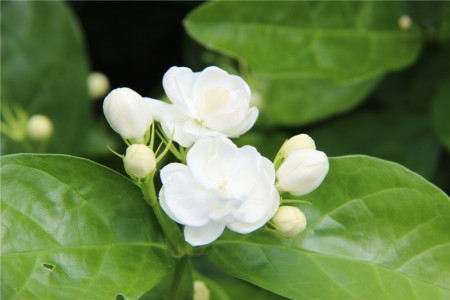 茉莉花(江苏民歌版/电吹管)-钢琴谱