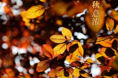 秋意浓(萨克斯版)-钢琴谱