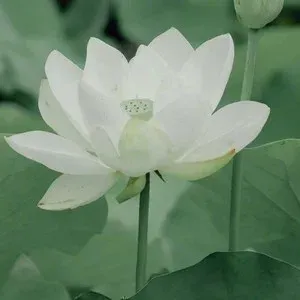 雪之华(萨克斯版)-钢琴谱