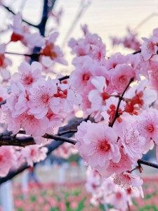 花开在回家路上-钢琴谱