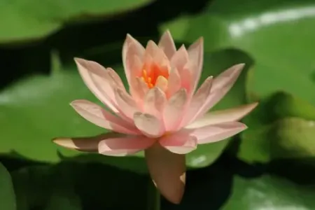 花在欢笑（单簧管）-钢琴谱