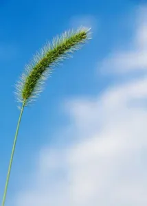 想你却不敢打扰你-钢琴谱
