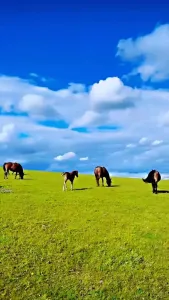 草原上升起不落的太阳-钢琴谱
