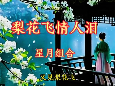 梨花飞情人泪-钢琴谱