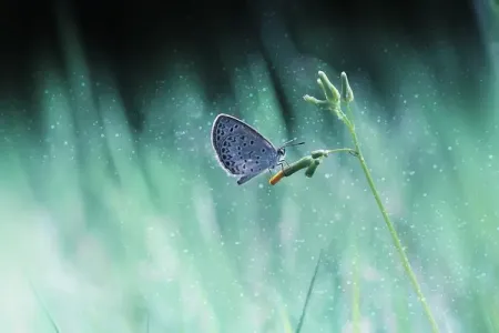雨蝶-钢琴谱