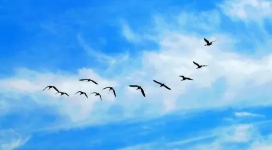 不是孤雁-钢琴谱