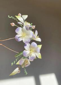 绒花(葫芦丝)-钢琴谱
