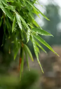 丝丝小雨-钢琴谱