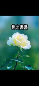 想念妈妈-钢琴谱