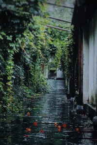 雨巷-钢琴谱