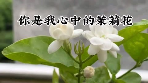你是我心中的茉莉花-钢琴谱