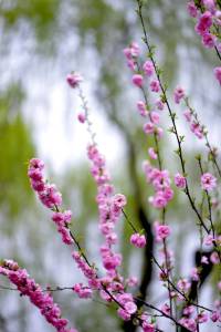 春风送暖桃花艳-钢琴谱
