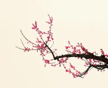 梅花赋-钢琴谱