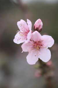 人面桃花-钢琴谱