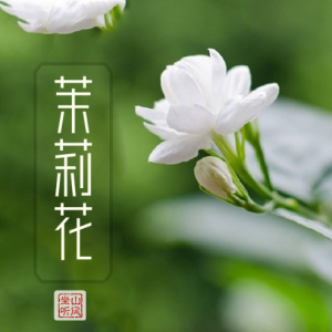 茉莉花——入门版（唯美）