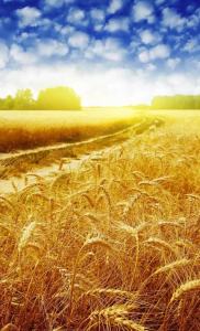 风吹麦浪(葫芦丝)-钢琴谱