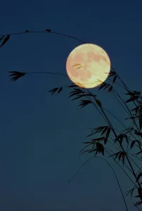 月光-钢琴谱