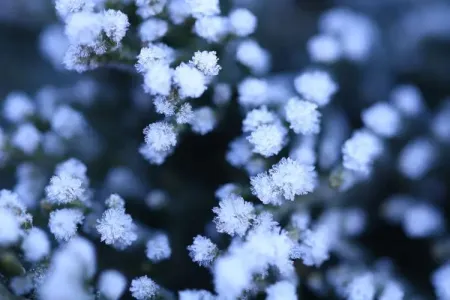 雪绒花(古筝版2)-钢琴谱