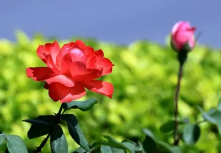 红色的花-钢琴谱