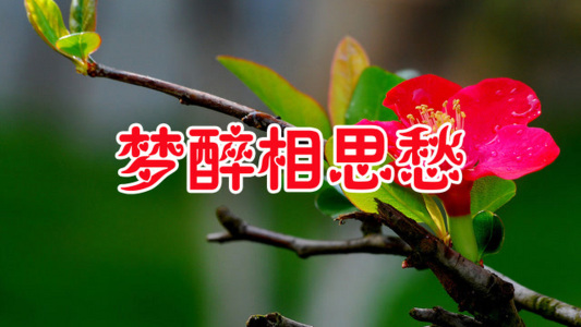 梦醉相思愁-钢琴谱