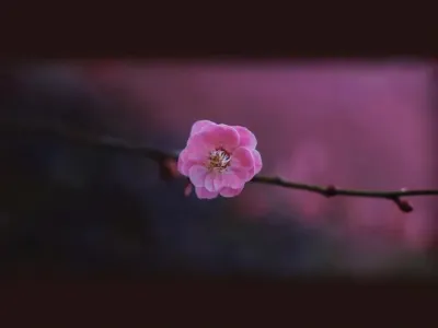 梅花三弄(古筝版)-钢琴谱