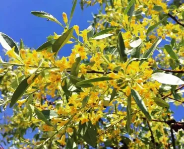 沙枣花儿香-钢琴谱