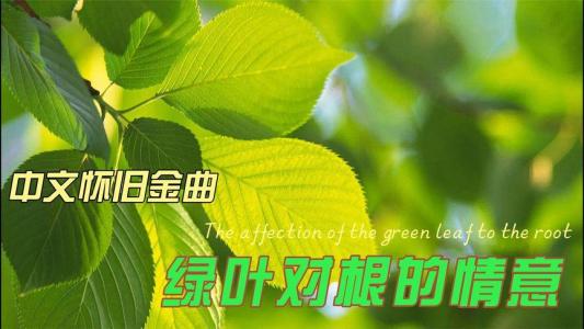 绿叶对根的情意-钢琴谱