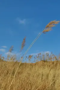 芦苇的纯情-钢琴谱