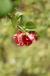 山茶花不懂白玫瑰-钢琴谱