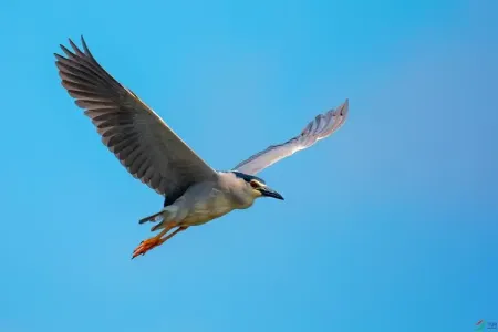 全世界飞翔的鸟-钢琴谱