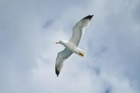 机张的海鸥-钢琴谱