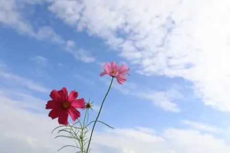 一花一世界-钢琴谱