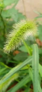 土坡上的狗尾草-钢琴谱