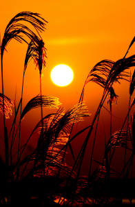 夕阳醉了(萨克斯)-钢琴谱
